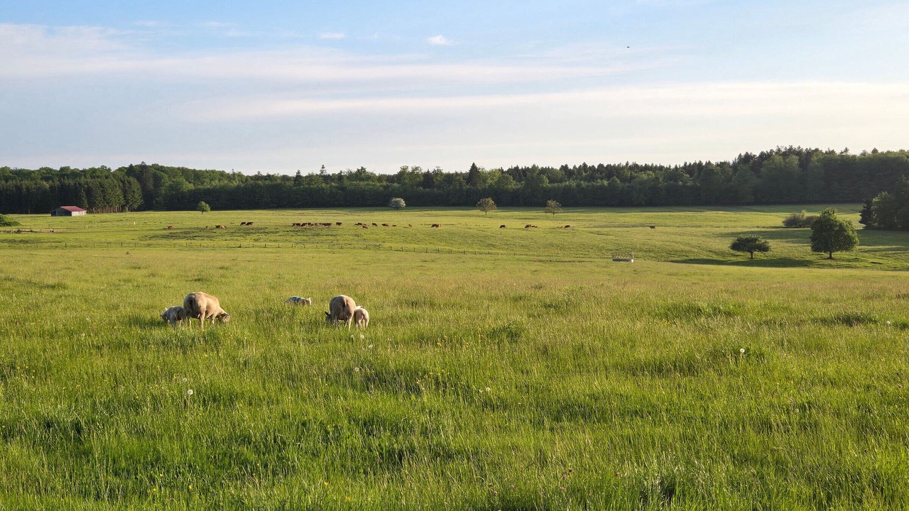 Photo of Others in Gruey-les-Surance