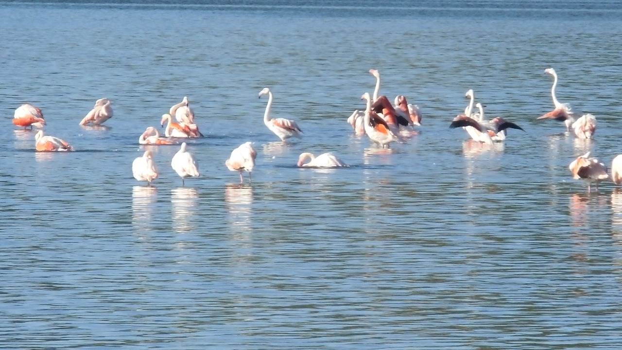 Photo of Others in Les Ayguades