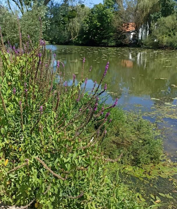 Photo of Others in Bazoilles-sur-Meuse