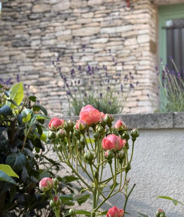 Photo of Others in La Roque-sur-Pernes