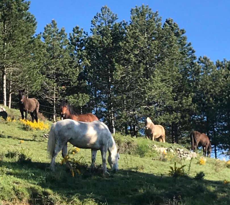 Photo of Others in Lussas