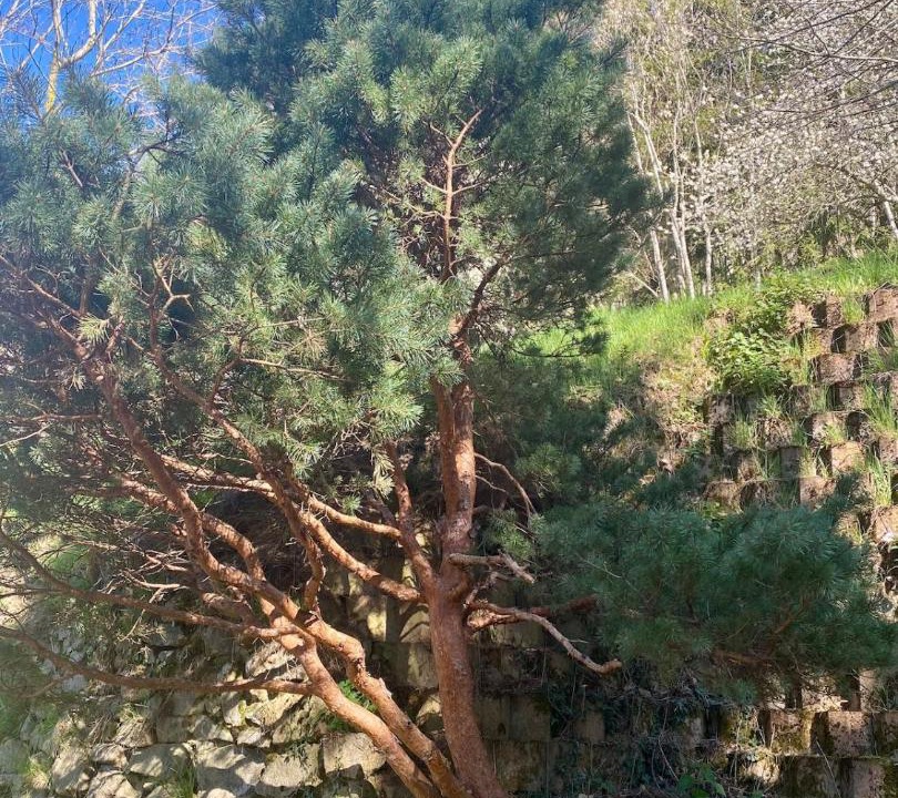 Photo of Others in Rochepaule