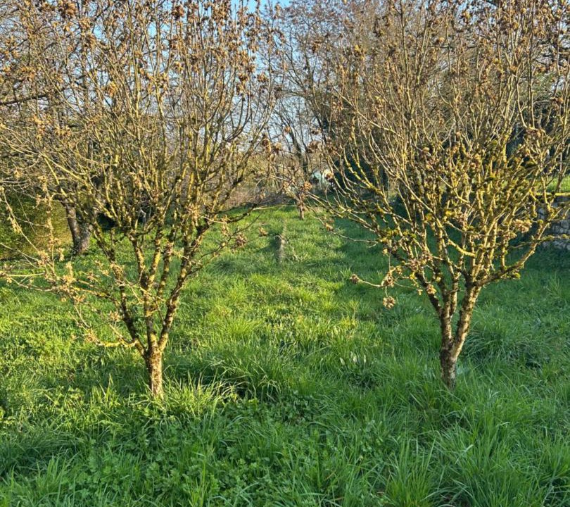 Photo of Outdoor in Cemboing
