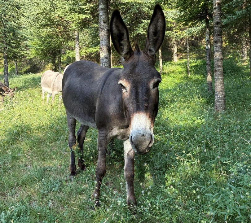 Photo of Others in Lussas