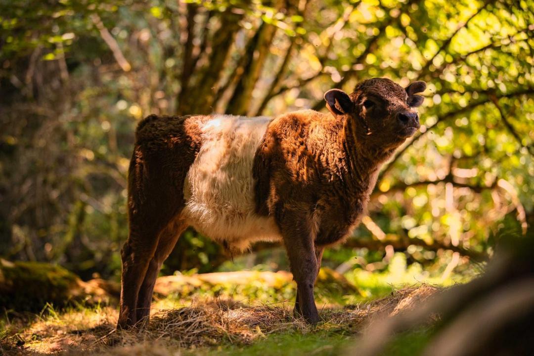 Photo of Others in Ombleze