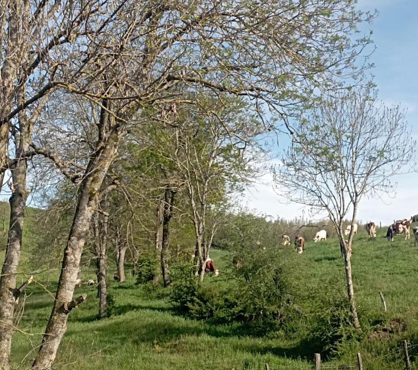 Photo of Others in Saint-Martin-Lestra