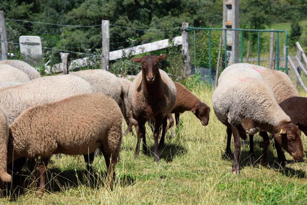 Photo of Others in Pouilly-sous-Charlieu