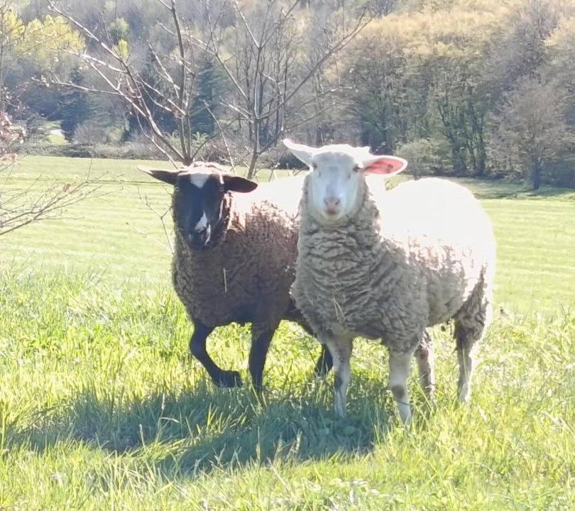Photo of Others in Saint-Sorlin-de-Vienne