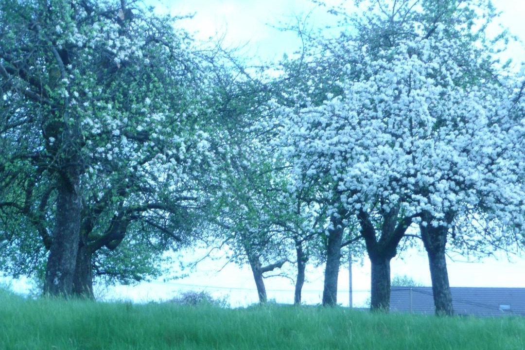 Photo of Others in Bonvillet