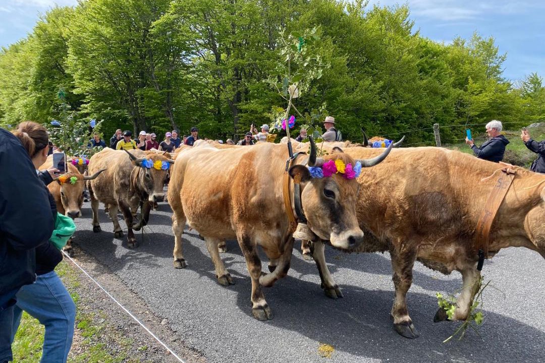 Photo of Others in Peyre-en-Aubrac