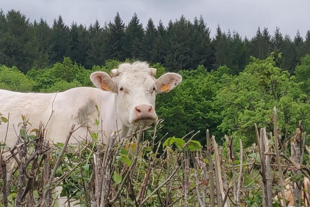 Photo of Others in La Petite-Verriere