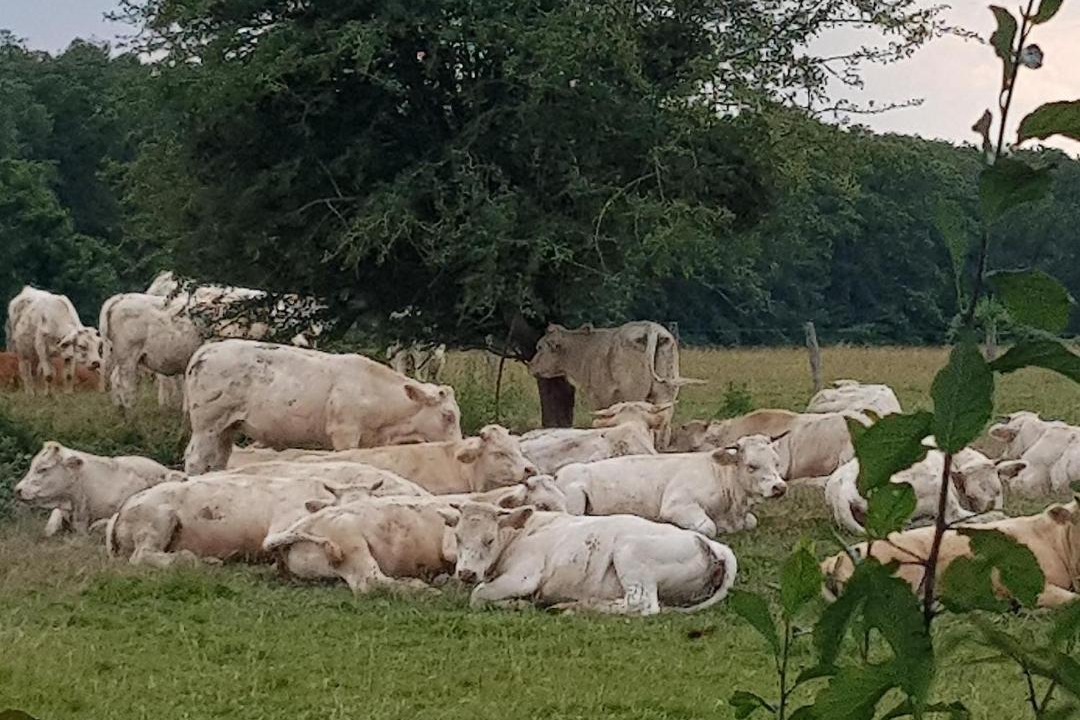 Photo of Others in Saint-Yan