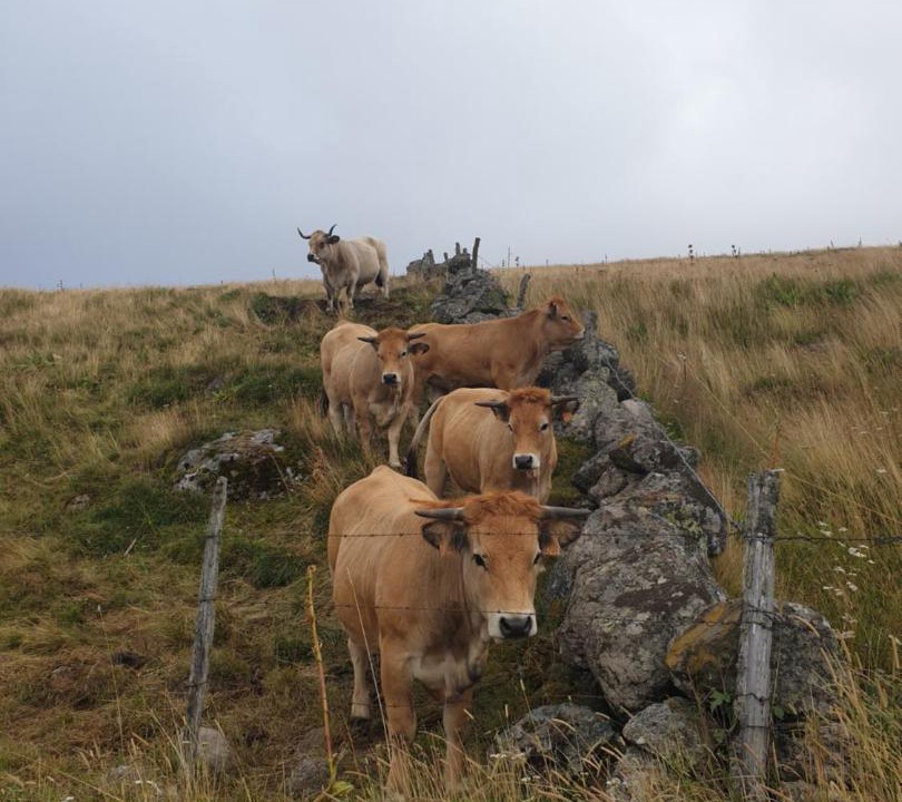 Photo of Others in Prinsuejols