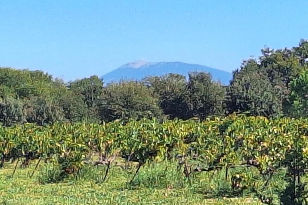 Photo of Others in Suze-la-Rousse
