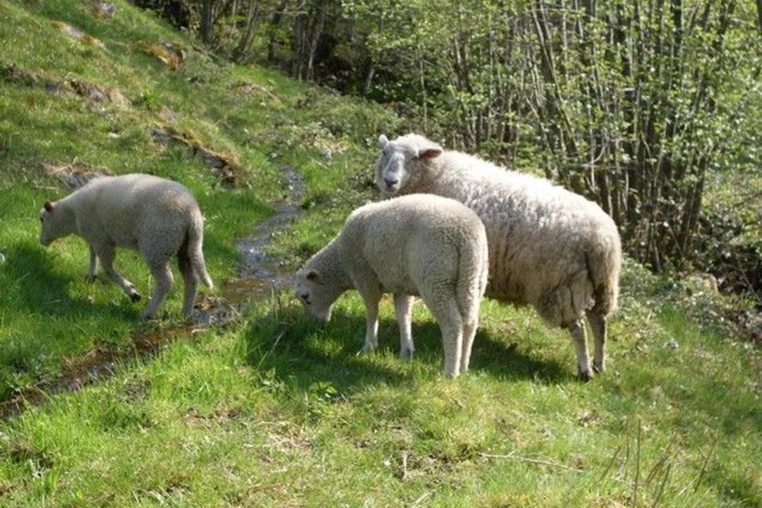 Photo of Others in Ferdrupt