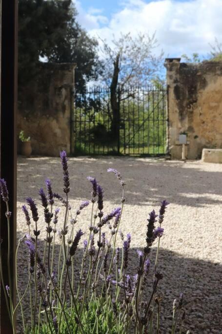 Photo of Others in Saint-Paul-Trois-Chateaux
