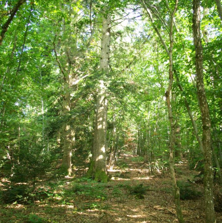 Photo of Outdoor in Chirassimont