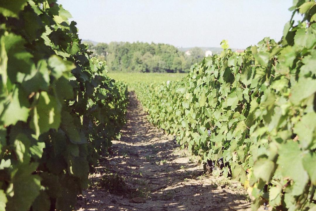 Photo of Others in Fleurie