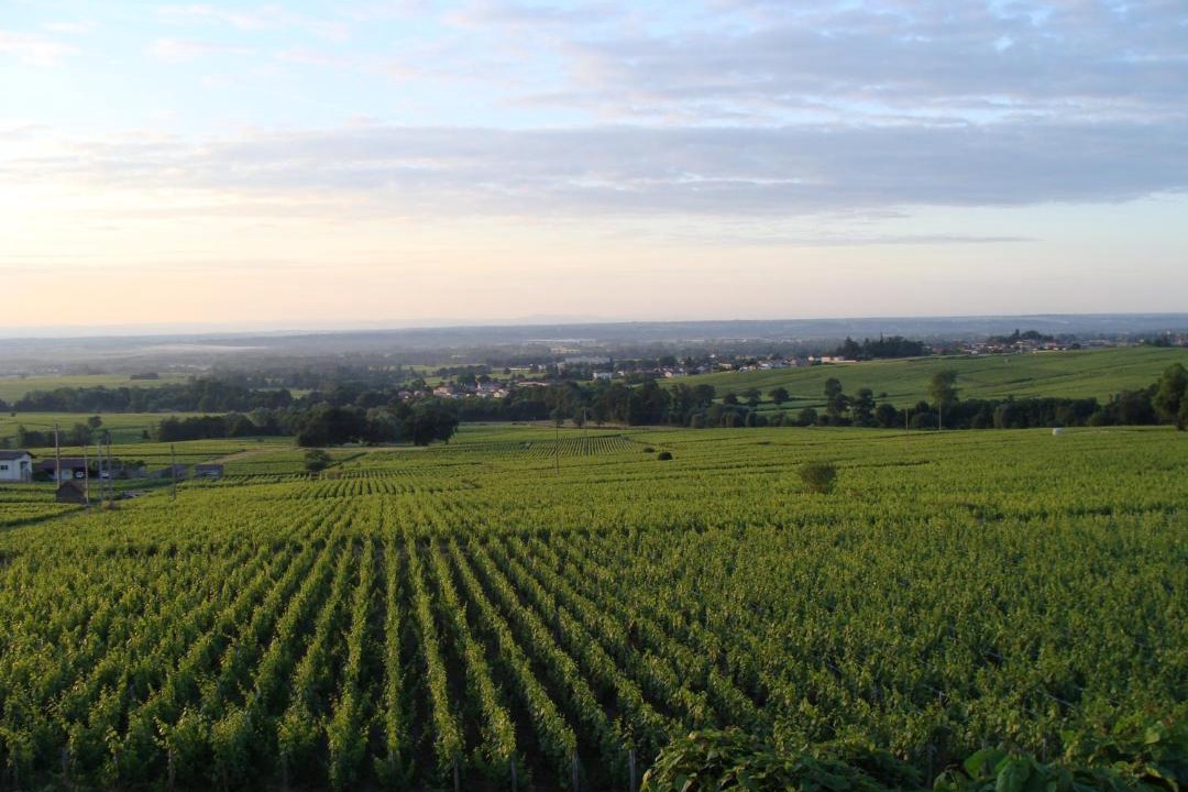 Photo of Others in Fleurie