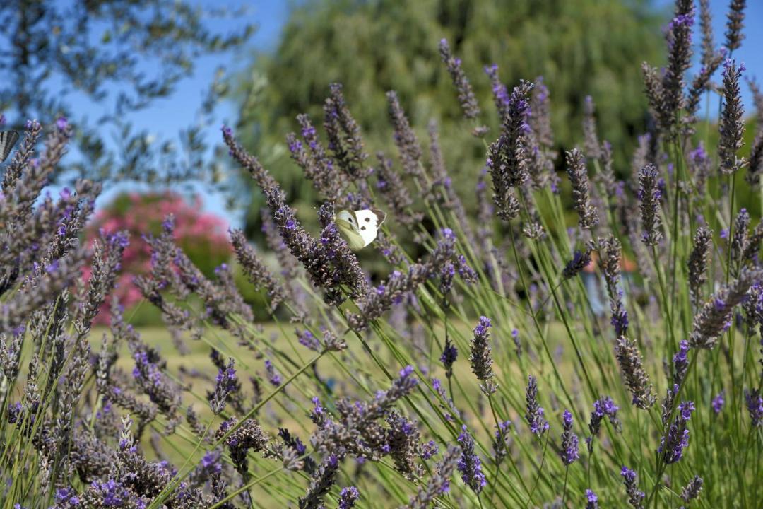 Photo of Others in Vaison-la-Romaine