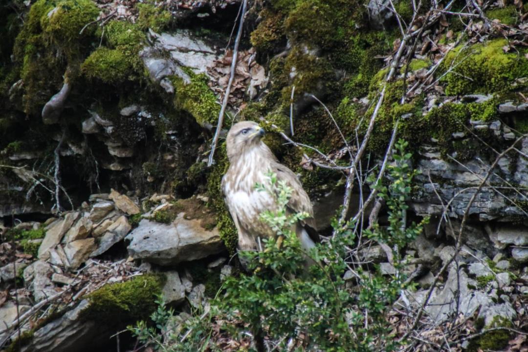 Photo of Others in Saint-Laurent-en-Grandvaux