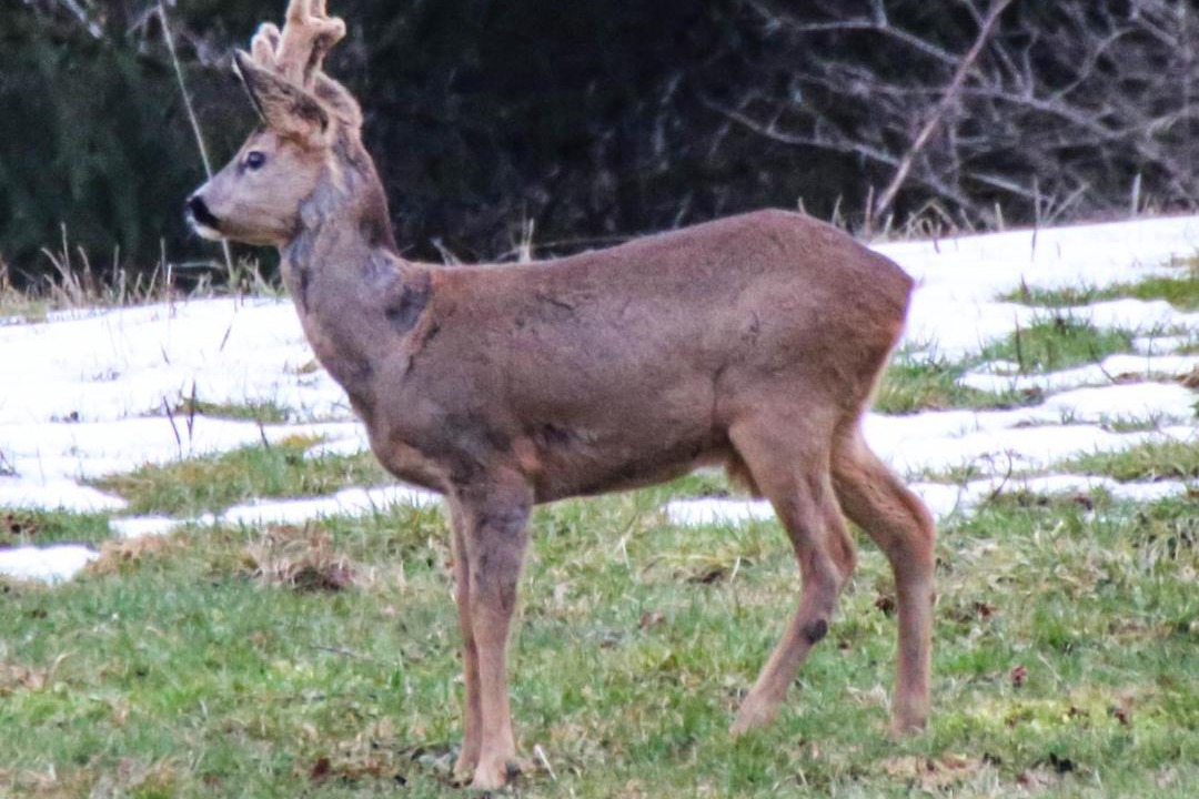Photo of Others in Saint-Laurent-en-Grandvaux