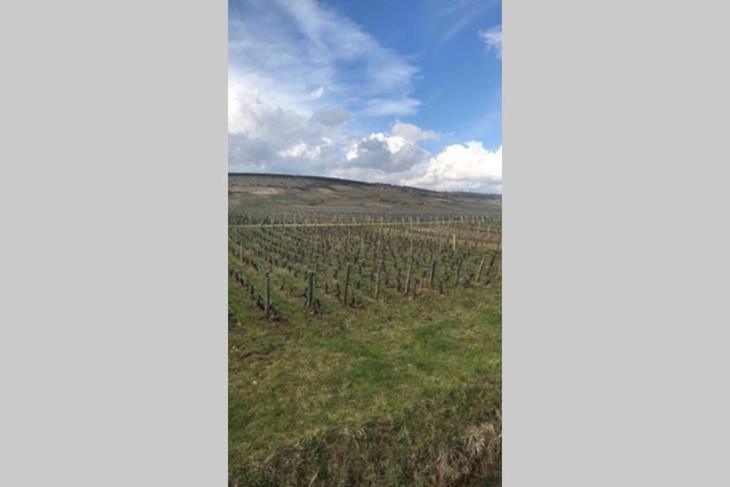 Photo of Others in Nuits-Saint-Georges