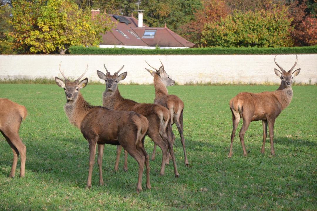 Photo of Others in Commelle-Vernay
