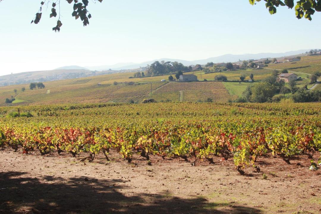 Photo of Others in Fleurie