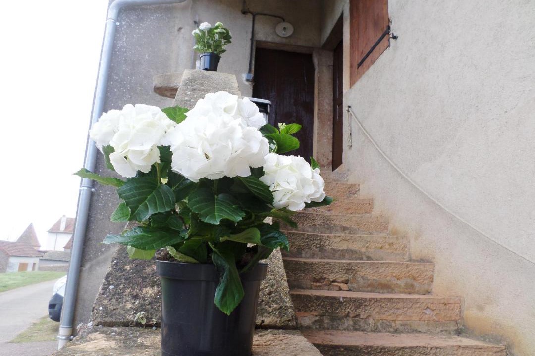 Photo of Others in La Chapelle-sous-Brancion