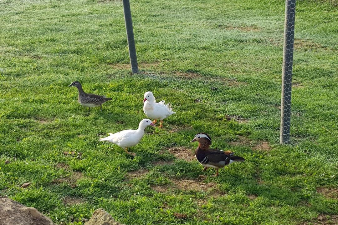 Photo of Others in Sainte-Colombe-des-Bois